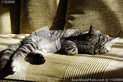 Image of Sleeping Kitten