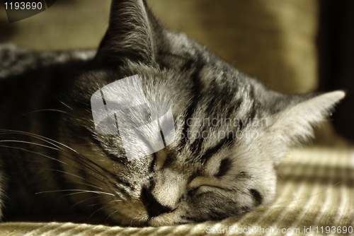 Image of Sleeping Pet