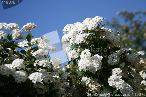 Image of Spiraea hedge