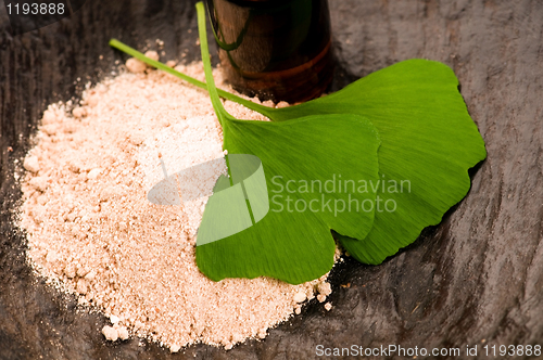 Image of fresh leaves ginko biloba essential oil and powder - beauty trea