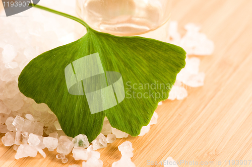 Image of fresh leaves ginko biloba essential oil and sea salt - beauty tr