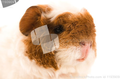 Image of baby guinea pig