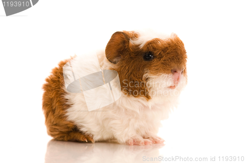 Image of baby guinea pig