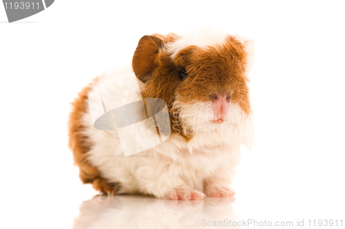 Image of baby guinea pig