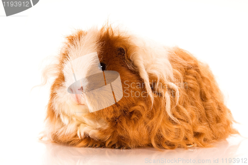 Image of long hair guinea pig