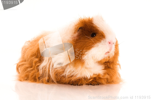 Image of long hair guinea pig