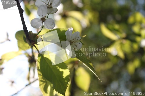 Image of Sing of Spring 