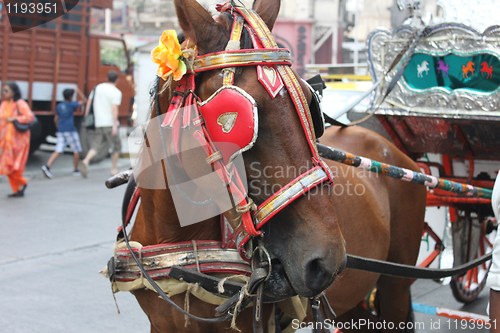 Image of Horse in the streets of Mumbai