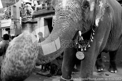 Image of Elephant blessing