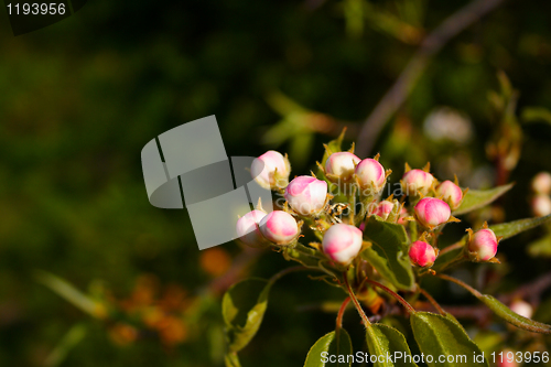 Image of beautiful flower in the park