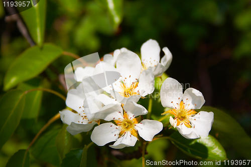 Image of beautiful flower in the park