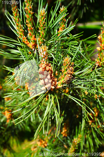 Image of tree buds, young shoots