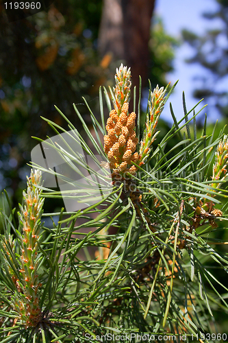 Image of tree buds, young shoots