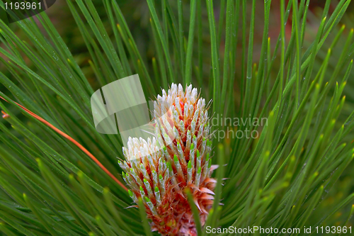 Image of tree buds, young shoots