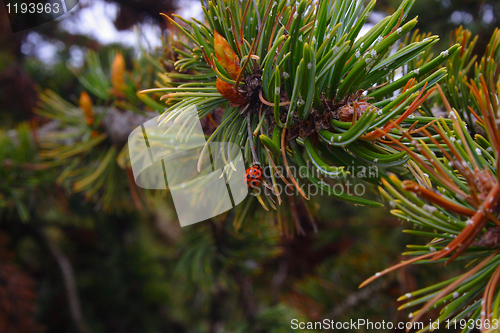 Image of tree buds, young shoots