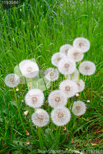 Image of white, fluffy dandelion in the grass.