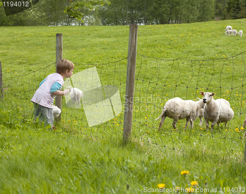 Image of Sheep watching
