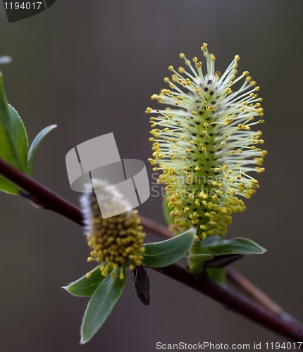 Image of Willow (Salix) branches in the flowering period