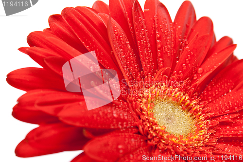 Image of red gerbera flower 