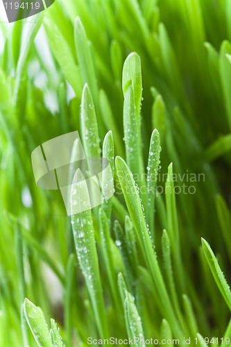 Image of wet green grass