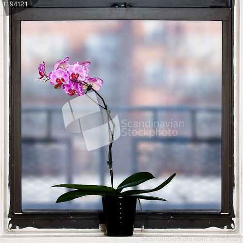 Image of Orchid plant by window