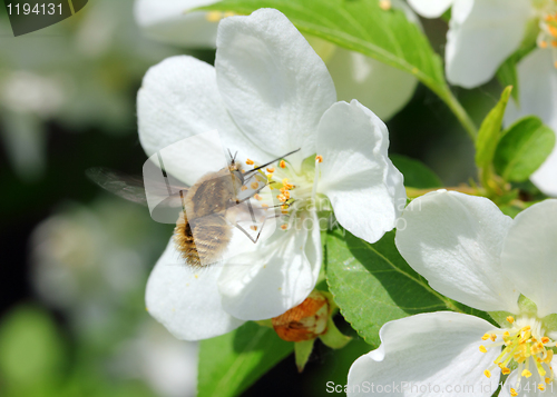 Image of bee and apple tree flowers