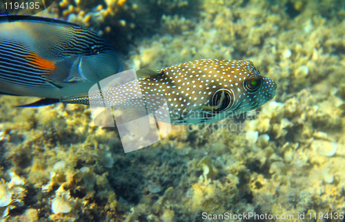Image of Whitespotted puffer fish