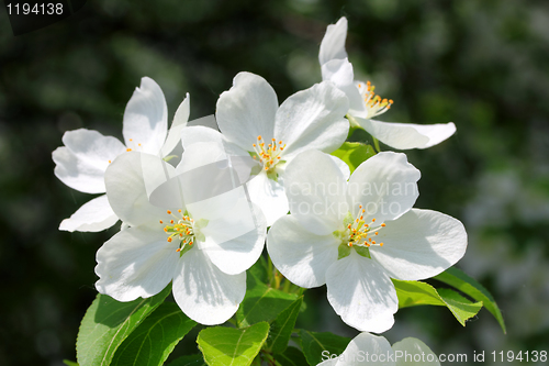 Image of blossom apple tree macro
