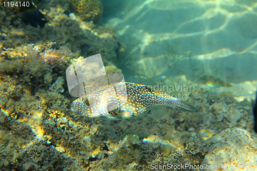 Image of Whitespotted puffer fish