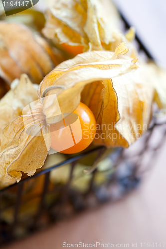 Image of Physalis