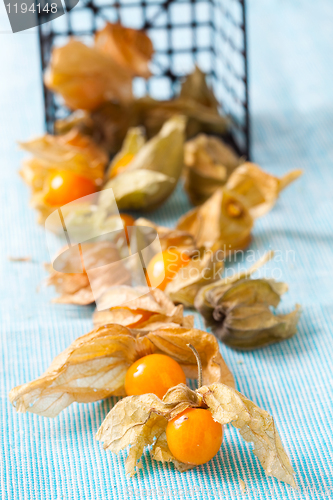 Image of Physalis