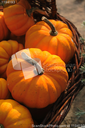 Image of autumn pumpkins