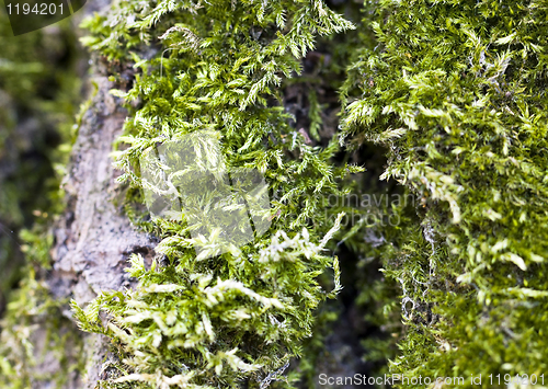 Image of Moss (macro)