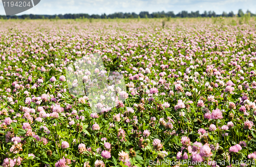 Image of Clover