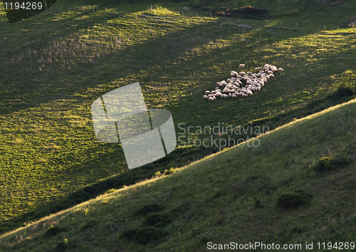 Image of Shheps in Tuscany