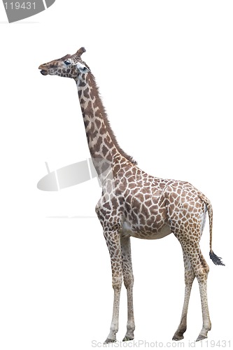 Image of Giraffe