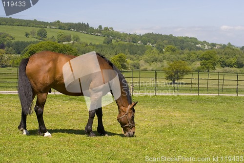 Image of Horse