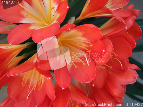 Image of Clivia miniata bloom