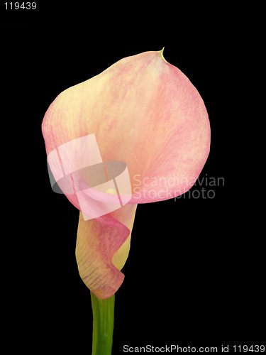 Image of Calla Lily Pink