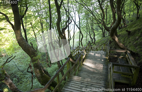 Image of Walkway in the forest