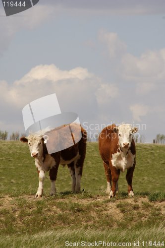 Image of Two Cows