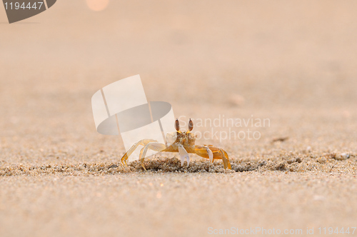 Image of Fiddler Crab
