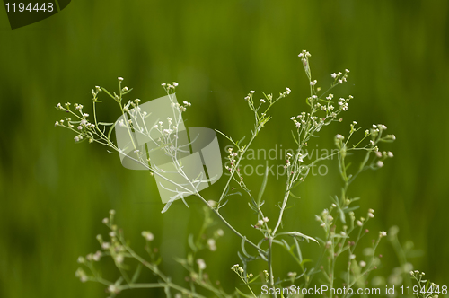 Image of Green Plant