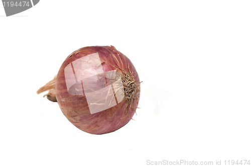 Image of Onion