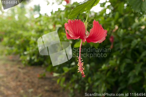 Image of Hibiscus