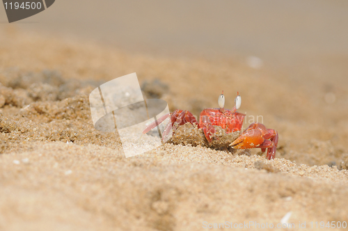 Image of Fiddler Crab