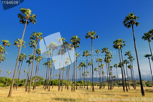 Image of Palm Trees