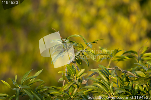 Image of Spring Time