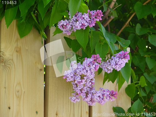 Image of Fence & Lilacs