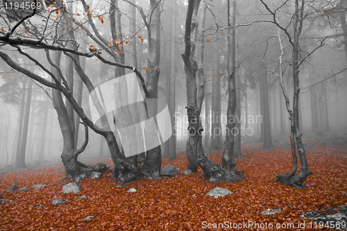 Image of misty forest